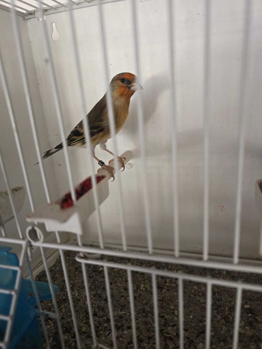 Canari de vanzare si hibrizi