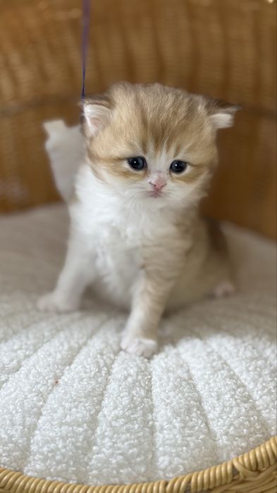 British longhair Bicolor  Baietel