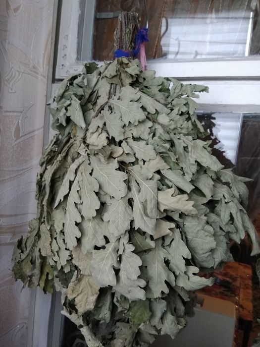 Веники дубовые, для сауны , бани, большие , плотные.