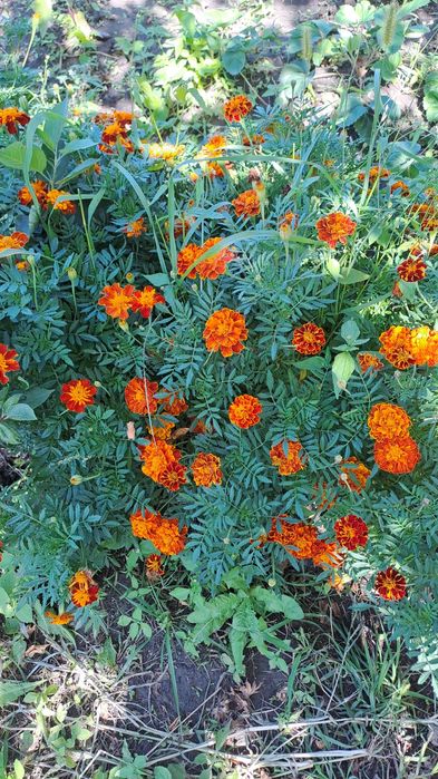 Продам дачу 7.5 соток район телецентра