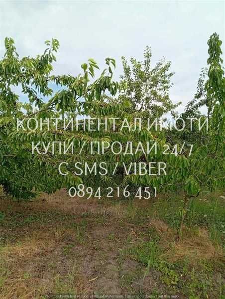 Код 70004. Плододаваща черешова градина 9500м2, разположена на стената на язовир