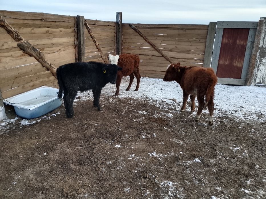 Бука кашарлар...