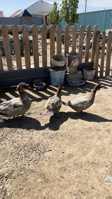 Тяж. Линия Индоутка