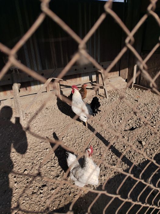 Қораз сатылады. Продаётяся петух