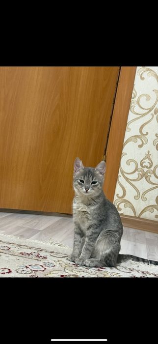 Отдам котёнка, девочку