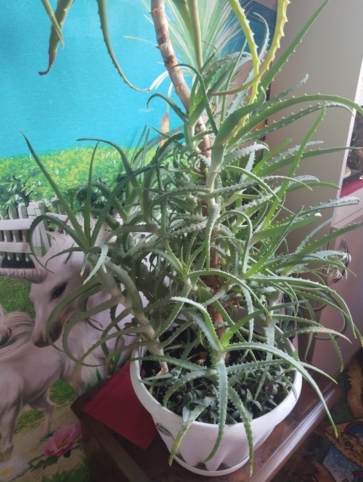 Продам огромное лечебное Алое