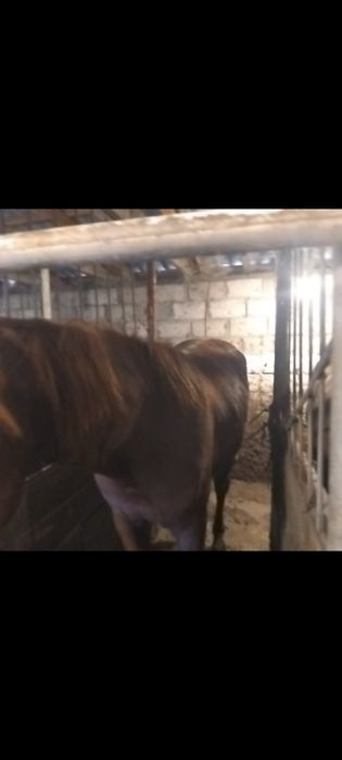 Продам тайчиков на откорме