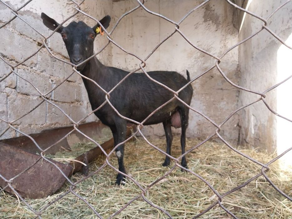 Зотли ечкилар Мурсиана-Гранадина