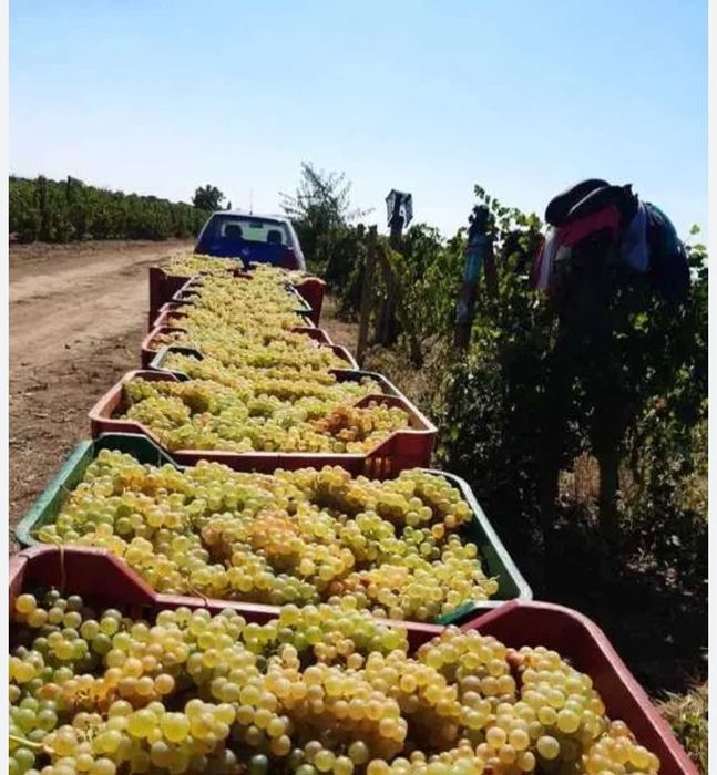 Struguri de Vânzare