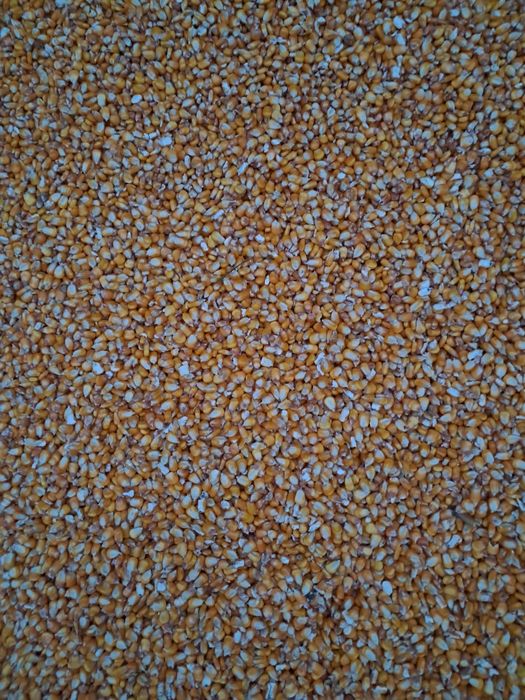 Vând grăunte semisticlos.