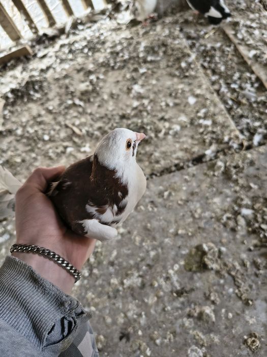 Vând porumbei jucători de birmingham