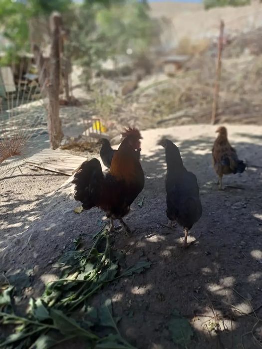 Juja g‘urozlar sotiladi uydiki