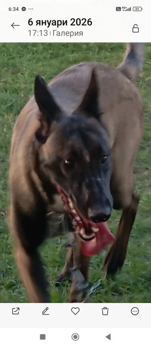 Кученца ,Белгийска овчарка Малиноа