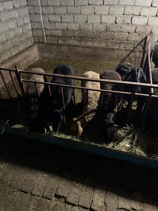 Семиз кошкар койлар