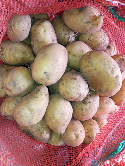 Кортофель домашний