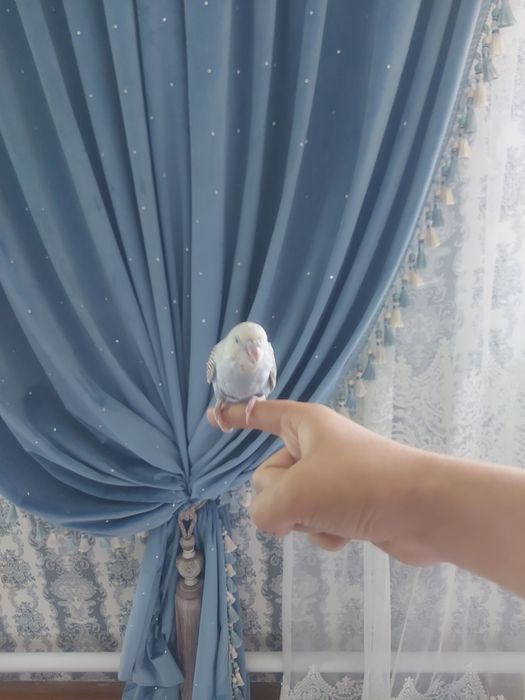 Птенец Волнистый попугай
