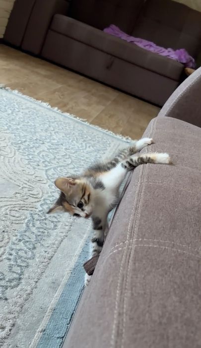 Котенка в добрые руки