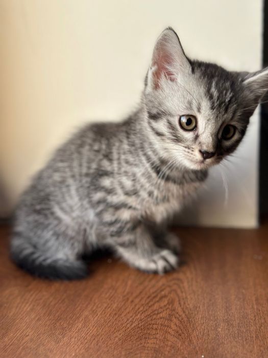 котенки скотиш страйт