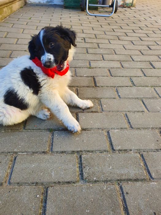 dăm spre adopție Puiuți adorabili