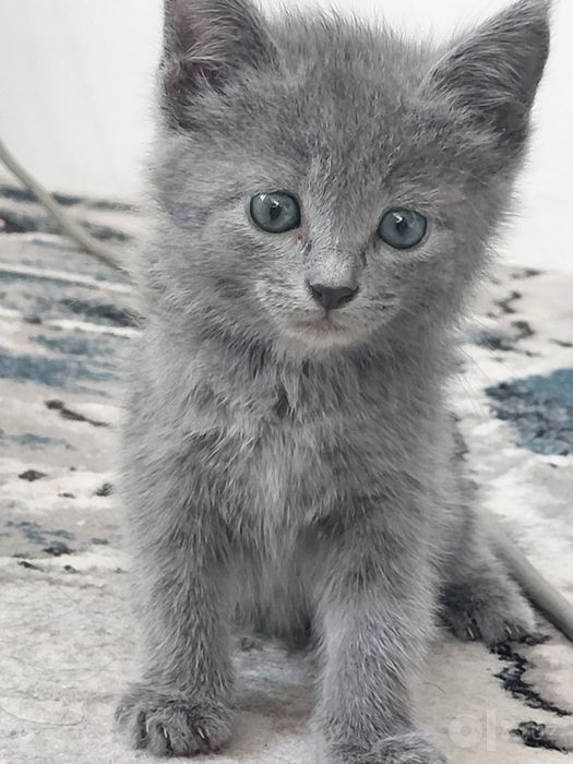 Британская кошка