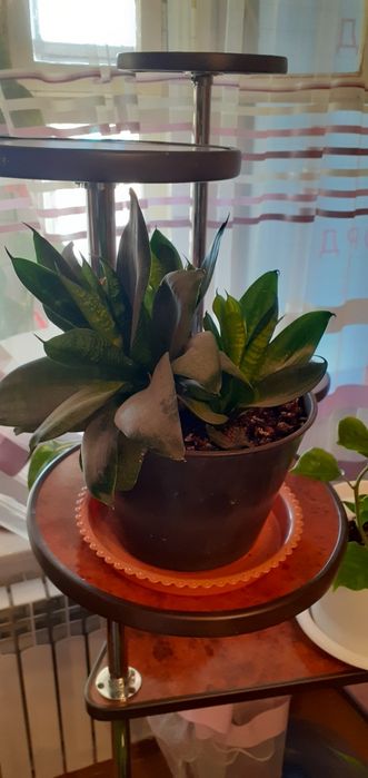 Комнатные цветы от 1500 тг