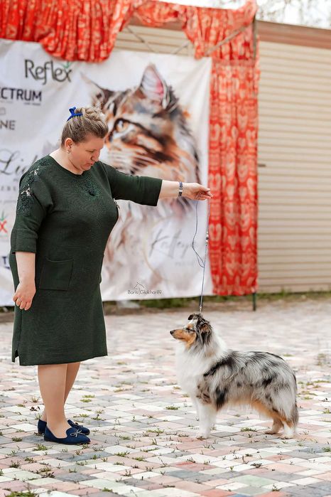 Щенки ШЕЛТИ, питомник GLAURETT ( FCI - KFU )