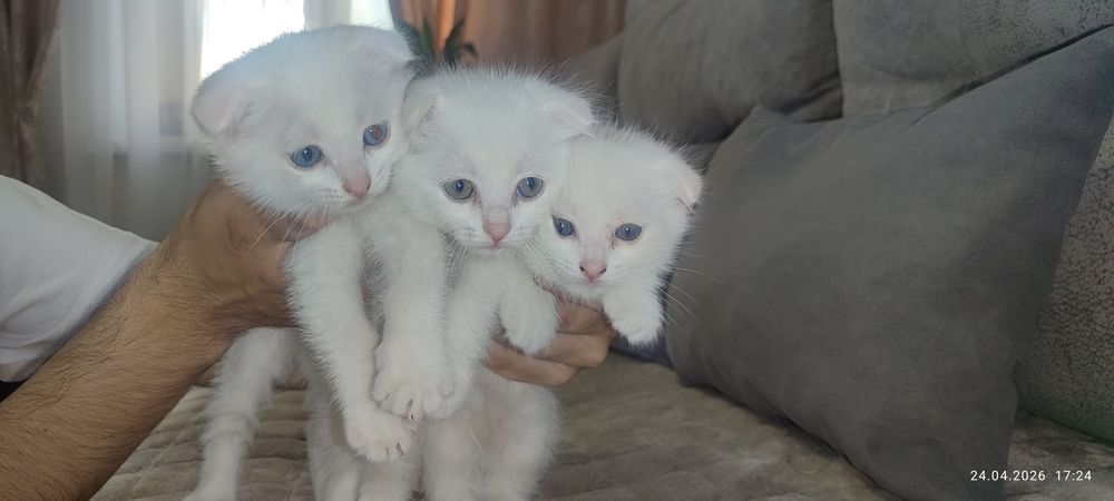 Веслоухие котята