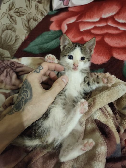 Котёнок ищет новый дом