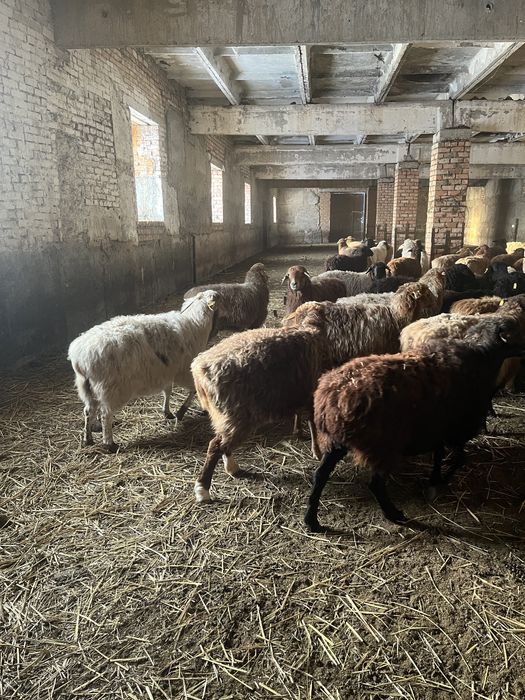 Бараны овцы лошадь