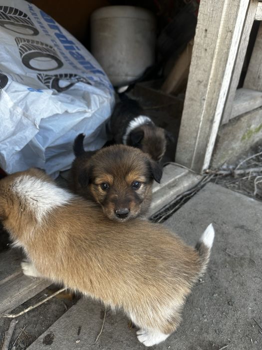 Щенки ищут свой дом