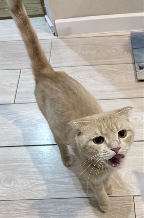 Продам кошечку срочно беременная