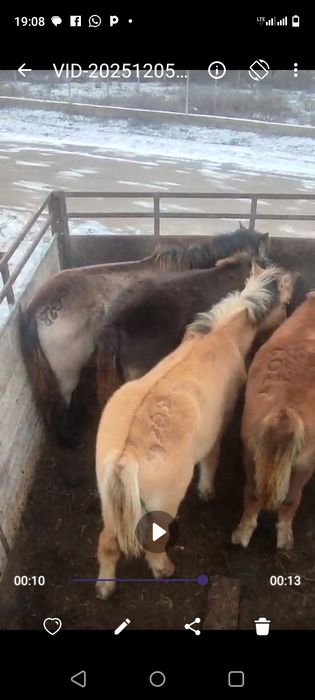 Жабағы сатылады ,1 ұрғашы-270мын,1 еркек-260000