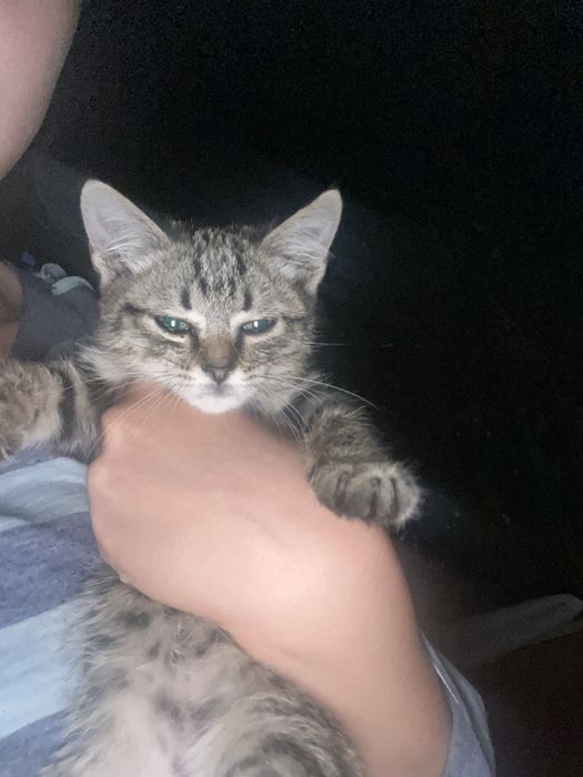 Котенок девочкаа