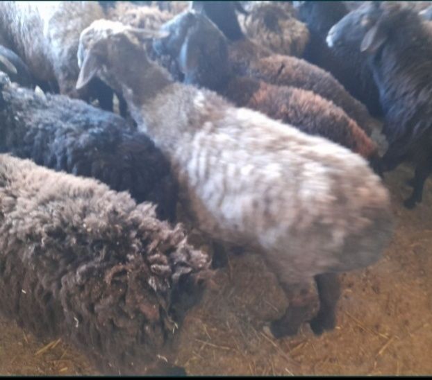 Кои токты бар сатылатын