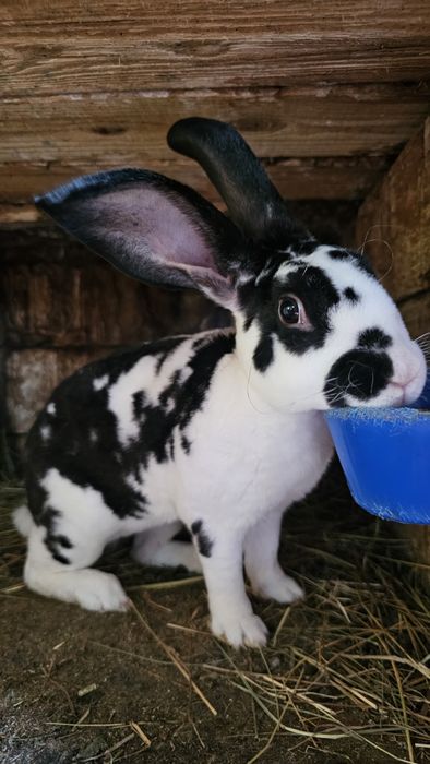 Iepuri rasa Rex bicolor si negri