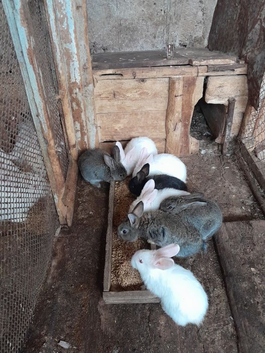 Продам кроликов по 1000т