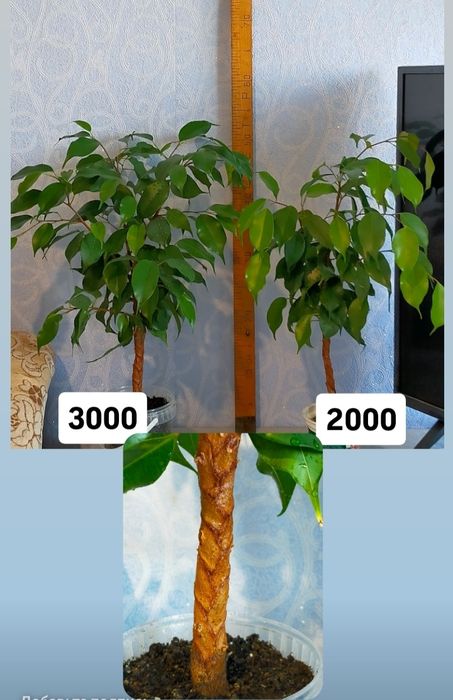 Продам фикус Бенджамина
