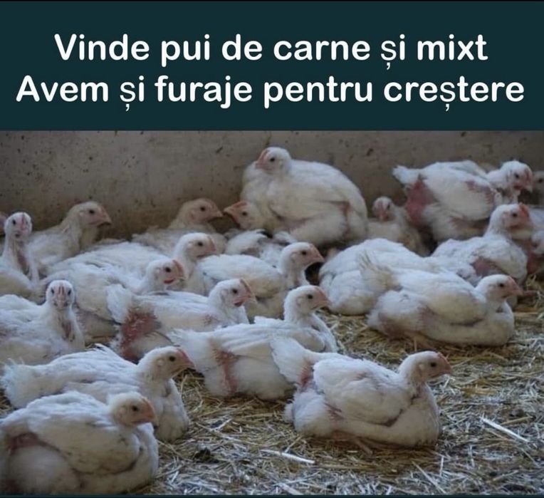 Pui de carne , rasa mixta , pui de oua mixt cabir Kabir pestrit porumb