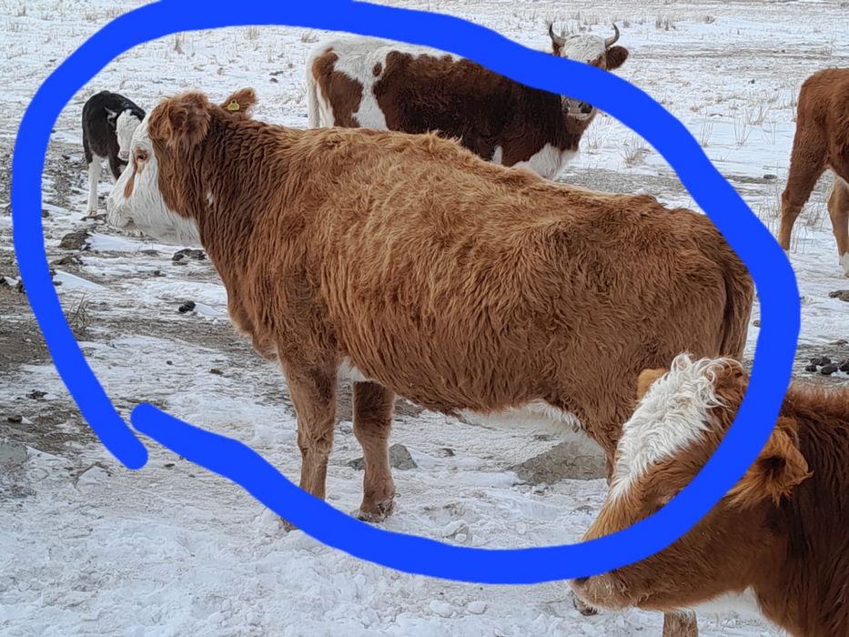 Туатын сиырлар сатылады, Семей