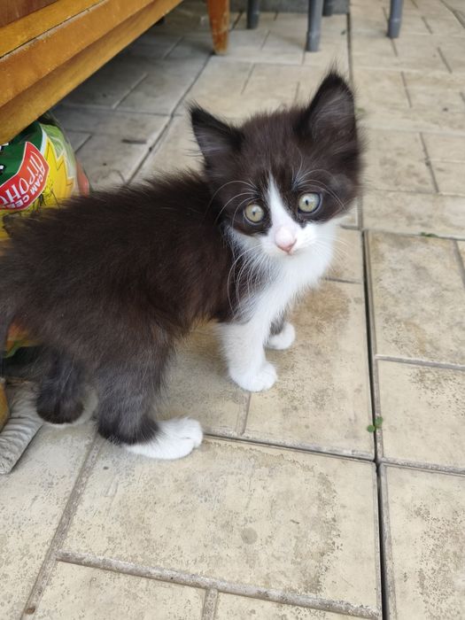 Котята и кошка крысыловка.