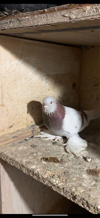 Голуби все в гоне