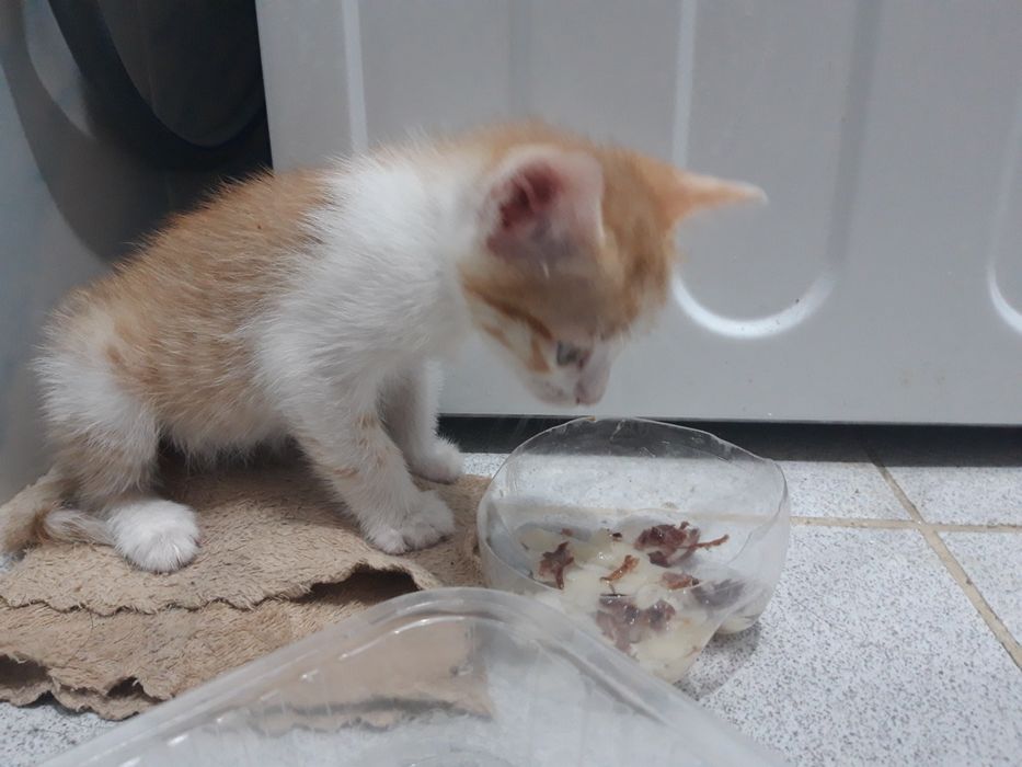 Мысық котёнок в хорошей руке