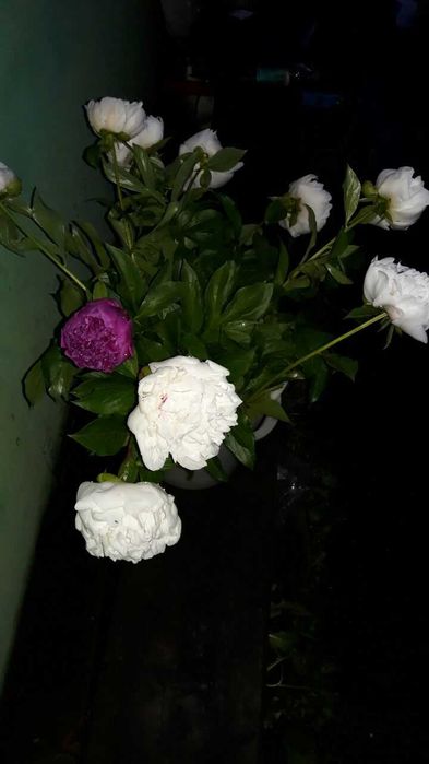ПИОНЫ. Букет.Цветы.