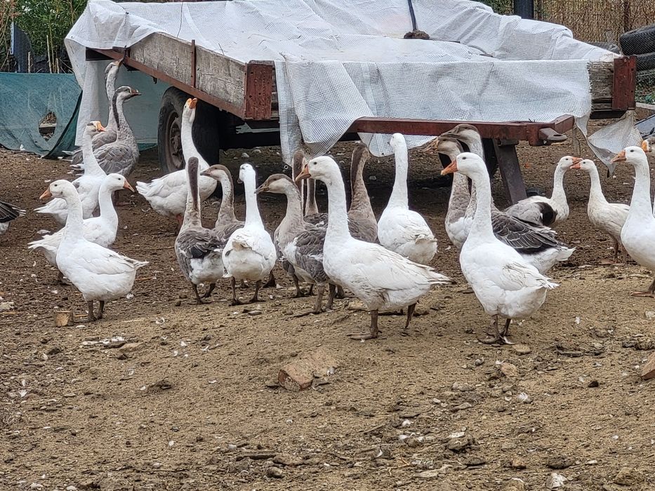 Gate de vanzare la alegere 100 lei buc