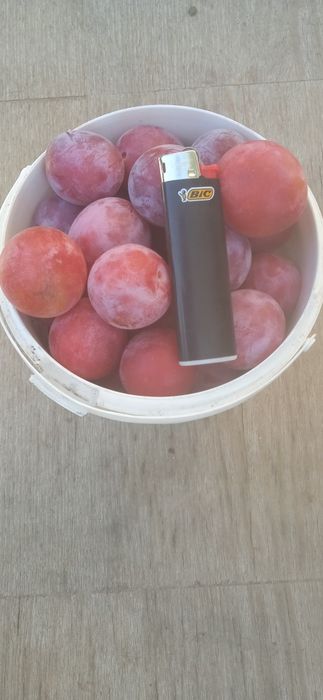Продаются саженцы слив