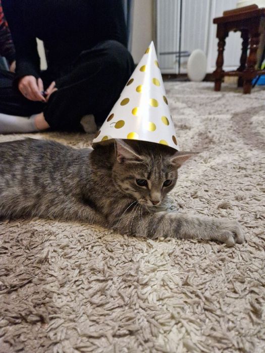 Котенок в добрые руки