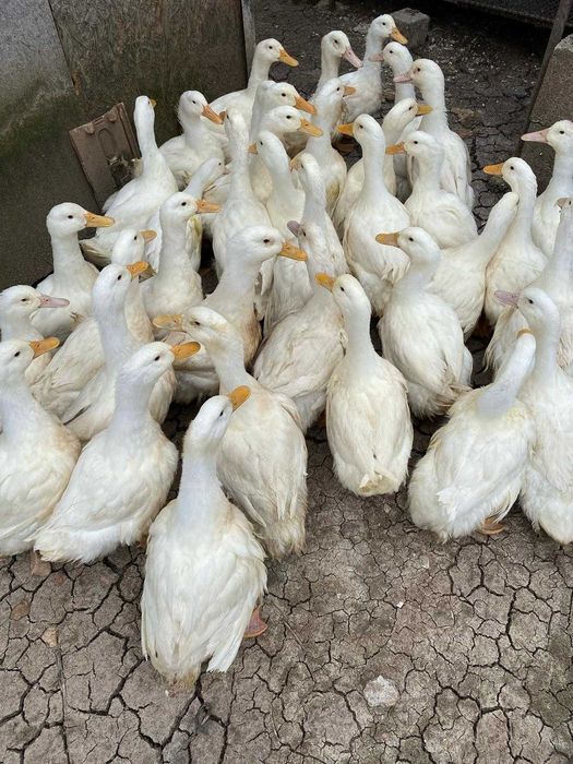 vand rate de carne pekin albe la 4 luni
