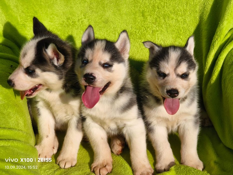 Продам щенков сибирской хаски.