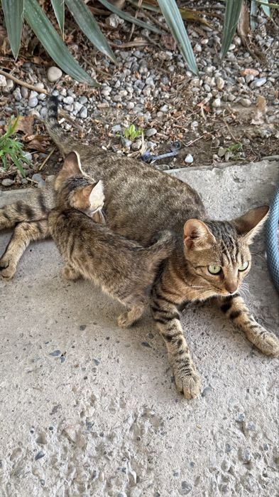 Котята Бенгалы полукровки