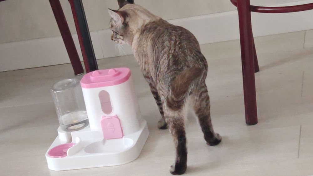 Мощный котик отдам